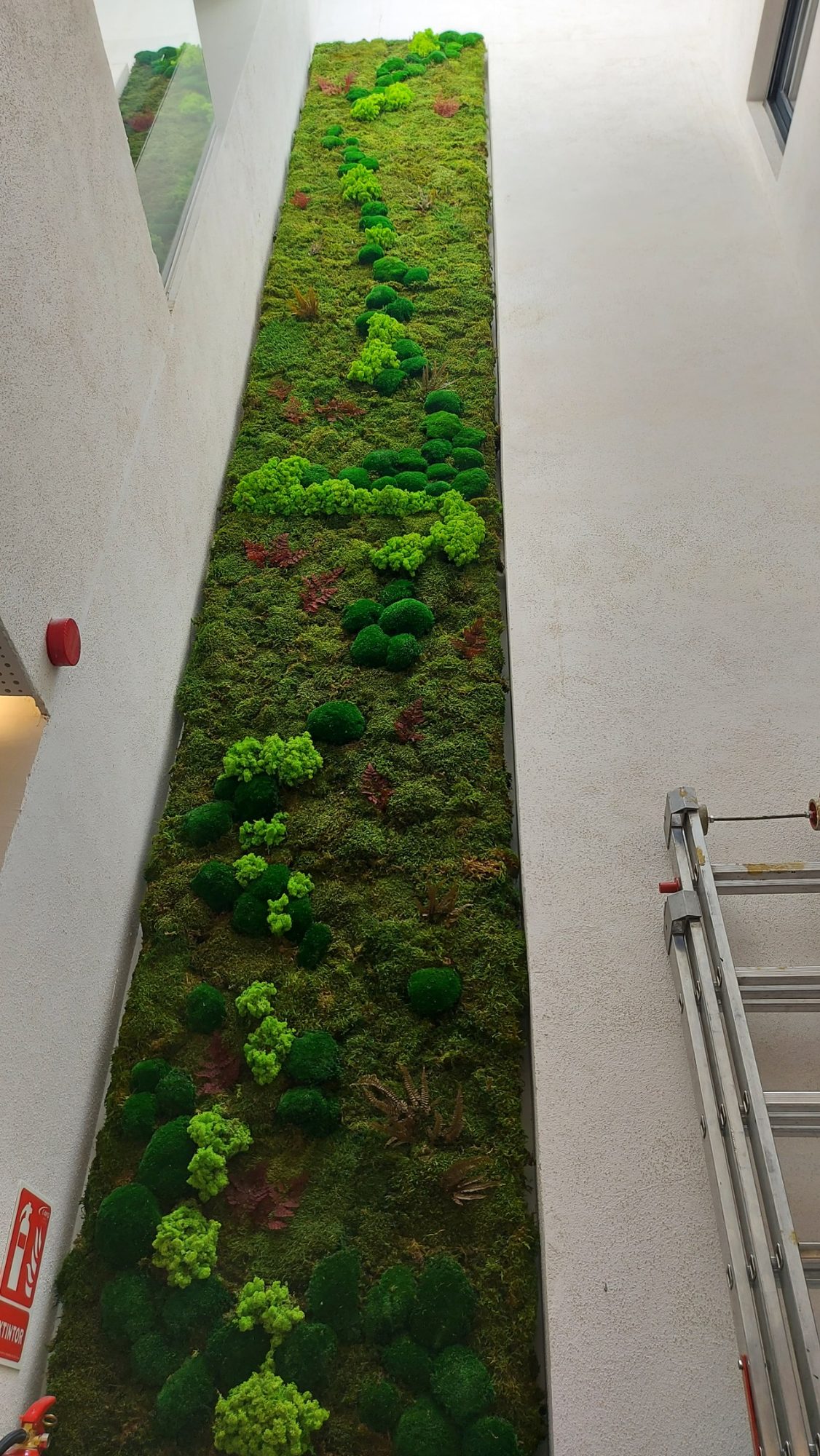 Jardín vertical preservado en el Hotel Cicerone · Barrio de Santa Cruz, Sevilla (imagen 3)